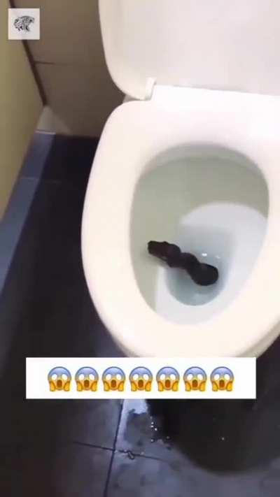 Imagine this bastard snapping at your undercarriage 😬