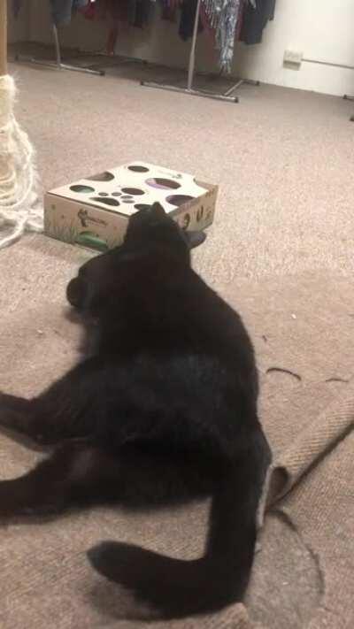 Rescue foster Mr Peeps may like his treats a little too much