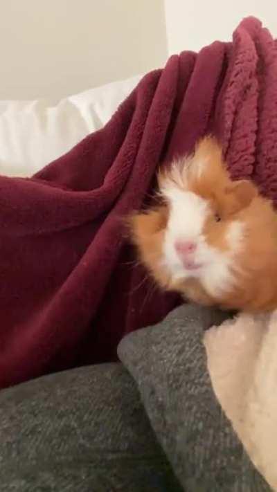 I decided to video Noodle’s wheeks and use slow-mo. This is the end result. *sound on*