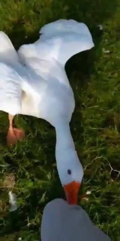 HMB While I feed these Geese