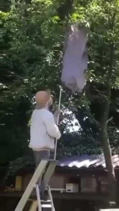 Lemme just remove this beehive from a tree