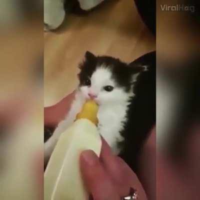 Look at those ear wiggles...