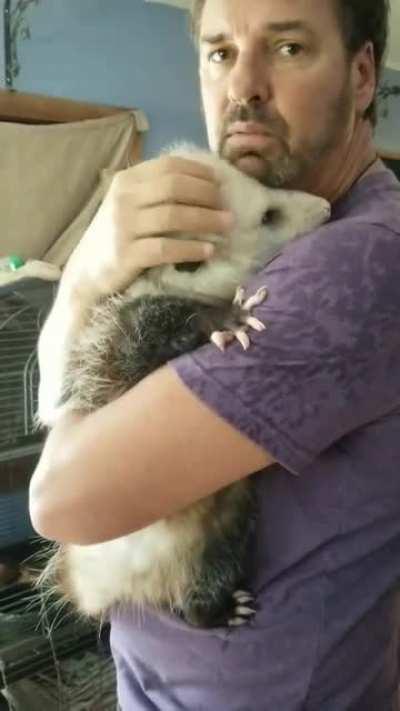 Opossum being pet