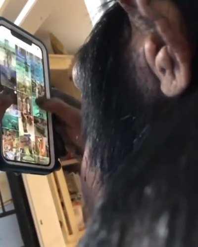 A chimpanzee using Instagram