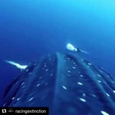 Many fish including other sharks will rub themselves against Whale Sharks to kill/dislodge parasites from their bodies.