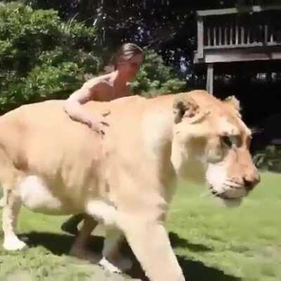 This absolute unit of a liger
