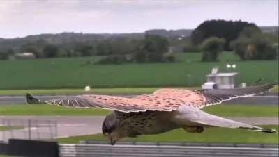 Kestrel forgetting gravity exists