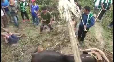 HMFT after I provoke this animal