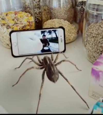 Vibing spider: +1 vibe +50 charisma, vibes when Llevan Polka is playing