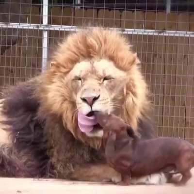 Lion And Dachshund Have A Very Strange Relationship