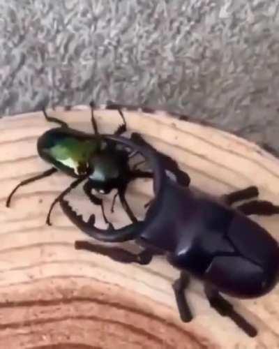 The big ROBOT bug on the right encounters the real bug