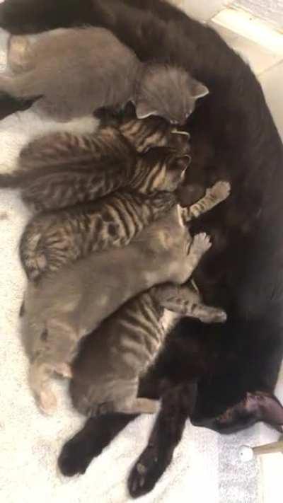 Accidentally Foster Failed (Adopted) the wiggle worm