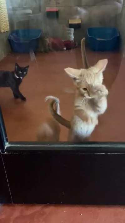 If they’re still kittens, is it just a fraction of a brain cell?