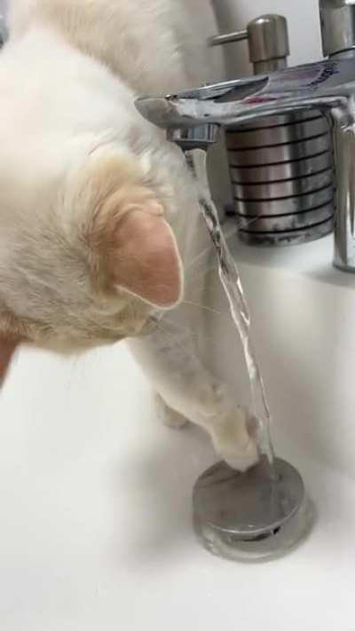 I present to you: The Waterbender cat!