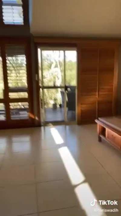 Finding out whether kookaburras like pasta