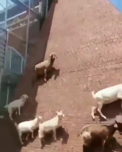 WTF Spider Goat