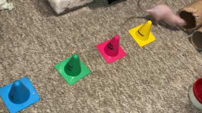 My talented pet rats Feta and Chickpea are learning to weave!