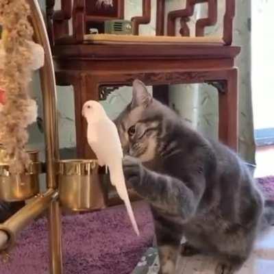 Touch Tha Birdy