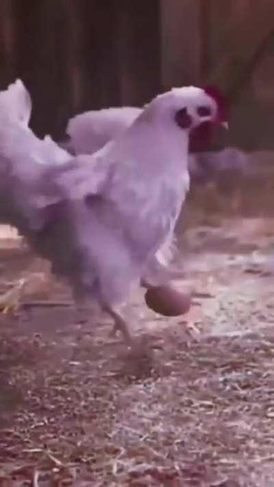 A reencarnação do bicho 😎