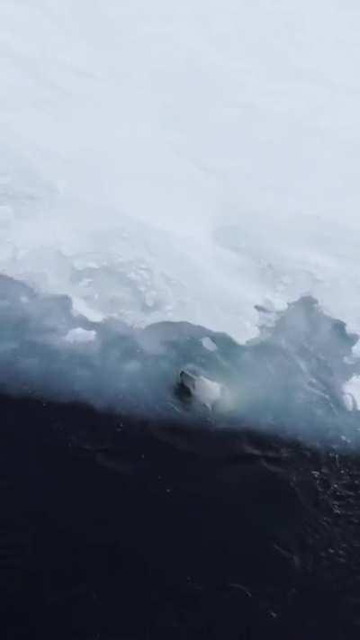 Polar bear enjoying the summer..