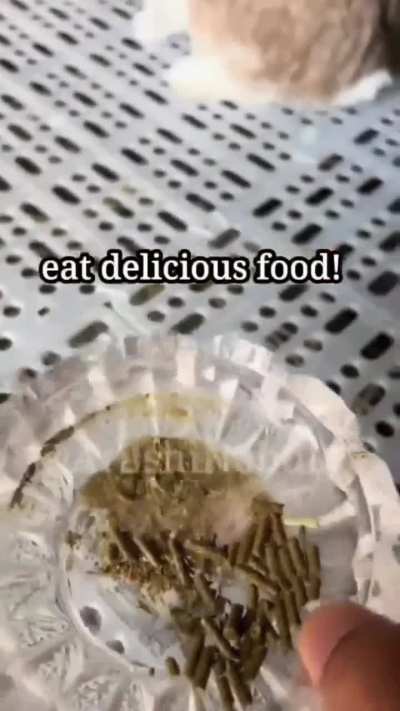 more funny animal dubssss