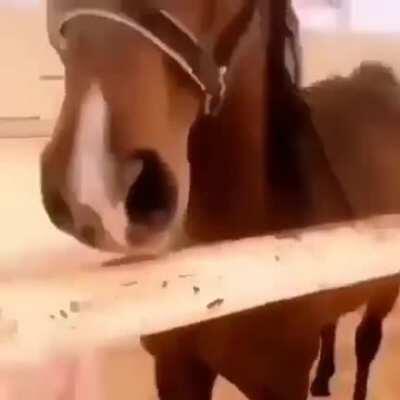 This Horse