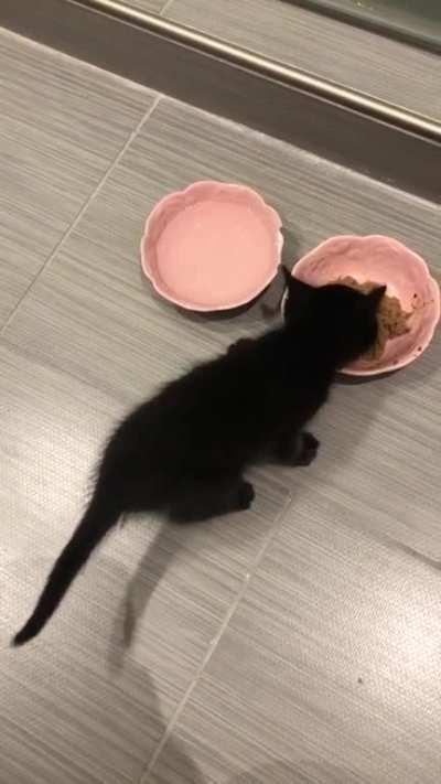 Baby cat singing praises to his food