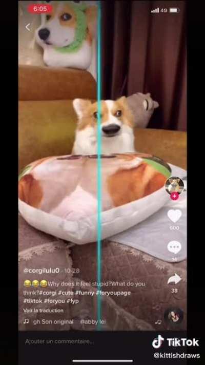 Nobody: .... medieval cats: