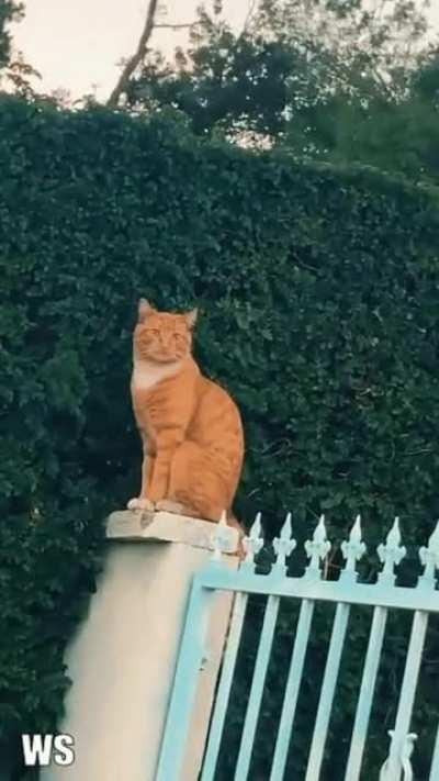 Iied on his resume, still got the job