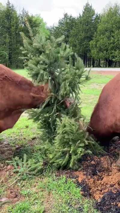 Exploring a new pasture at The Gentle Barn