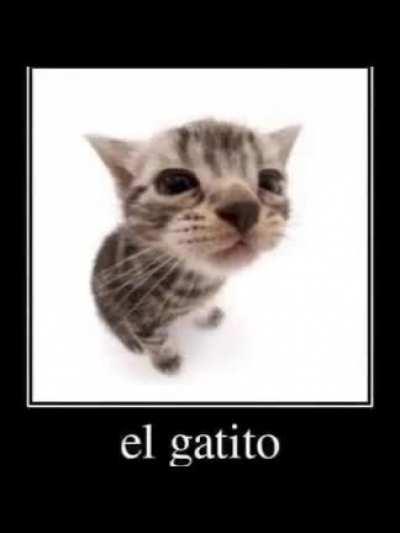 I'm finally unbanned for catposting