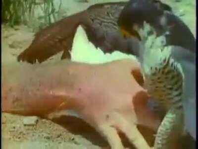 What the falcon is going on here