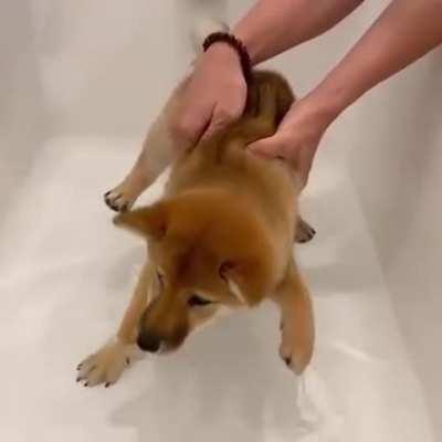 Shiba pup unsure about bathtub
