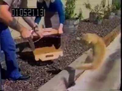 The cat around and find out