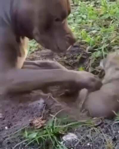 That's some real 50's cartoon dynamic