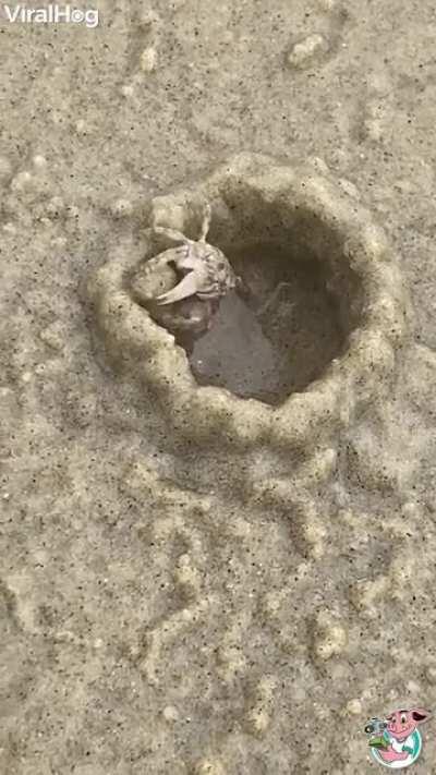 Crab building it's home real quick