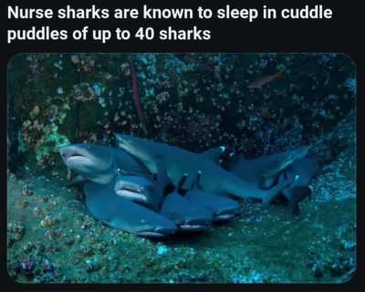 Real life version of blåhaj??