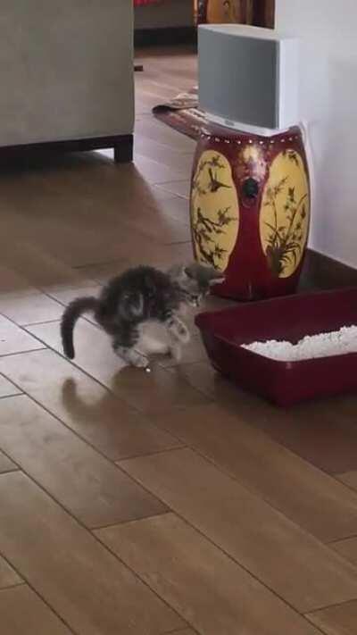 Does anyone else’s cat do this with their litter?😩🥺