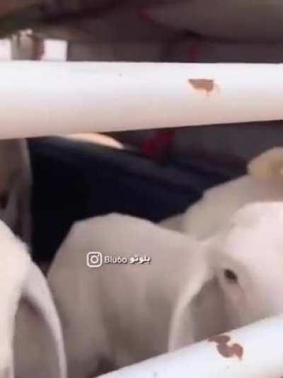 Day 3, still no suspicions