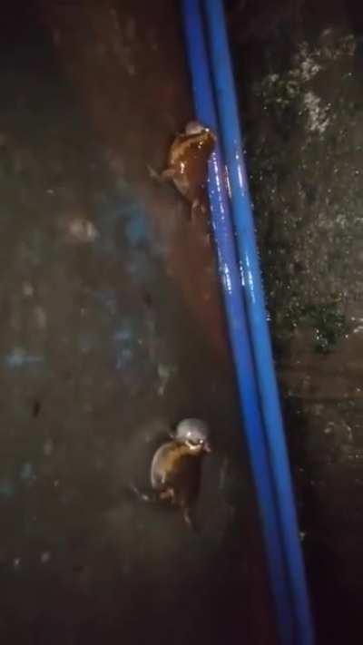 Ah yes the final boss