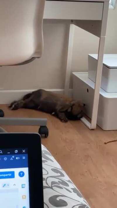 His favourite spot 🥰