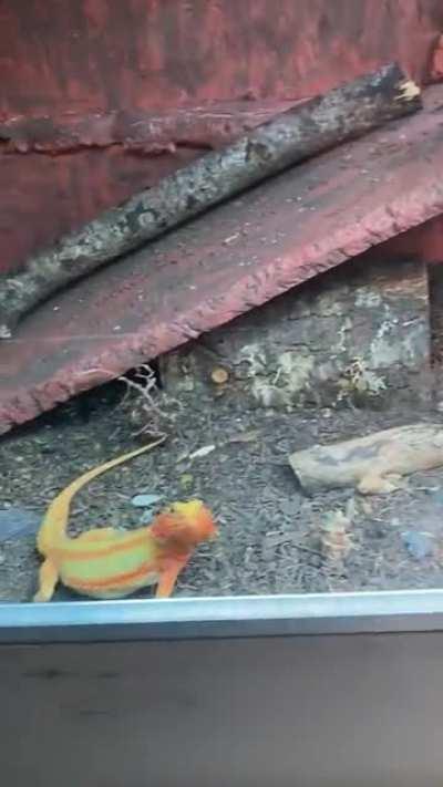 New rock (dw I disinfected the wild river rock lol)