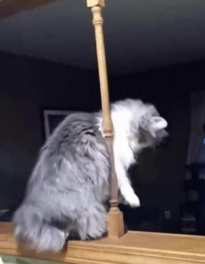The pole dancer