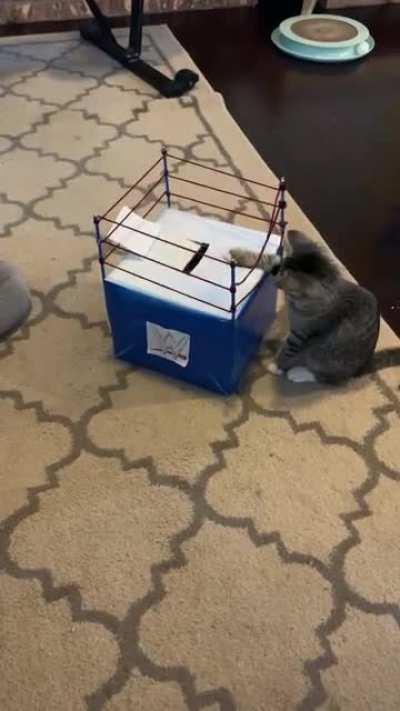 Sunday morning smack down