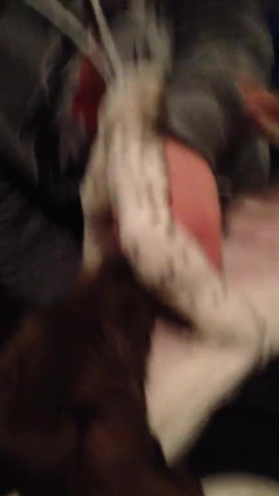 you know how puppies chew on everything?