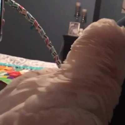 Birb viciously attacks cameraman