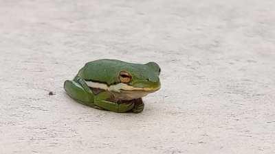 The rare amphibian curl 🐸