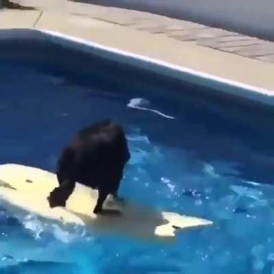 Doggo doesn't wanna get wet, so he figures out another way to get his ball.