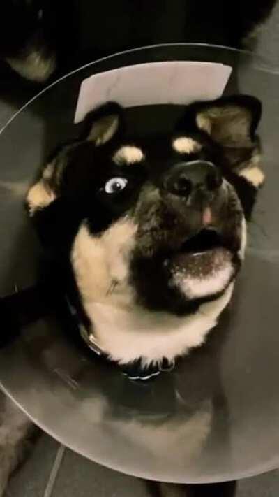 Husky pup... hoot or howl?