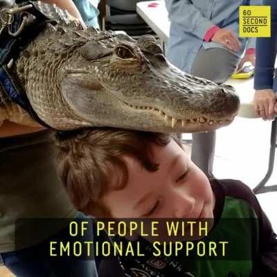 Emotional support alligator